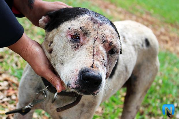 Punição para quem promover rinha de cães no Estado será de até R$ 7,2 milhões.
