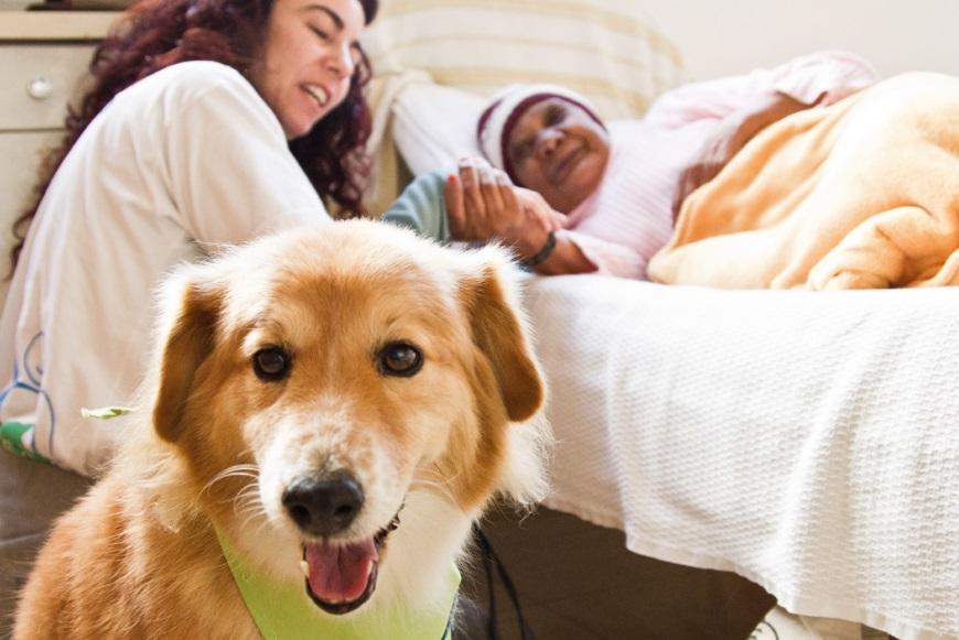 Aprovado em 1ª votação, projeto estabelece terapia assistida por animais e libera o acesso de pets a hospitais de MT