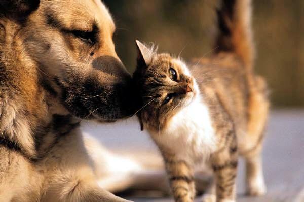 Alimentos apreendidos poderão ser doados a abrigos de animais