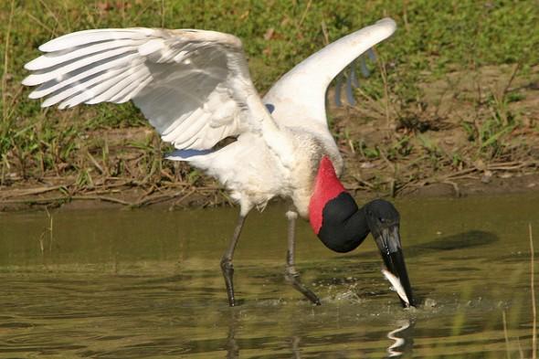 Projeto visa promover o turismo de observação de aves no estado