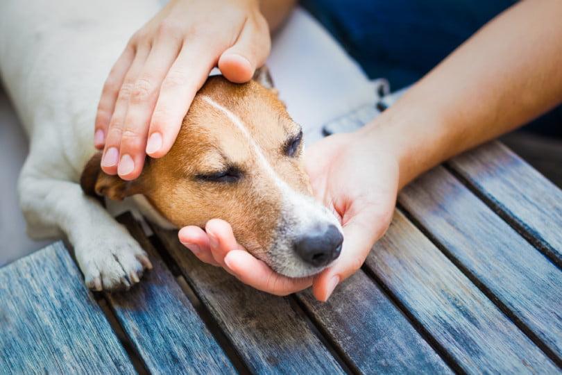 Projeto institui o Programa Bem-Estar Animal para tratamento de leishmaniose em MT