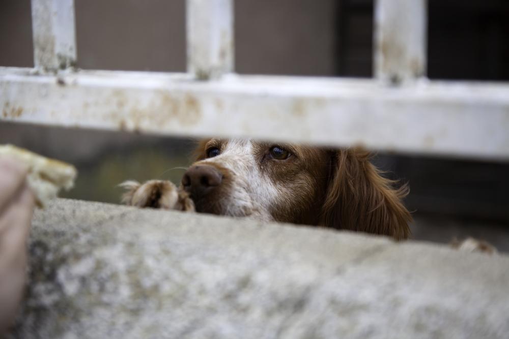 Condenados por maus-tratos contra animais poderão ser proibidos de adotar animais