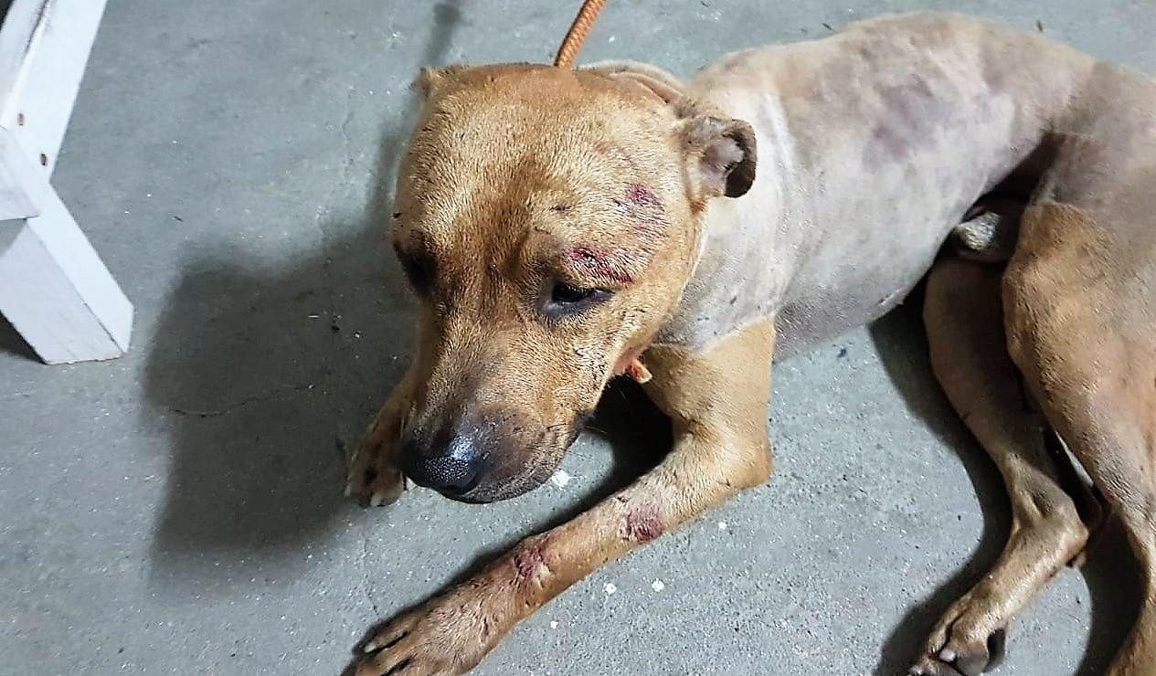 Projeto de Lei que proíbe rinhas de cães em MT é aprovado na Assembleia