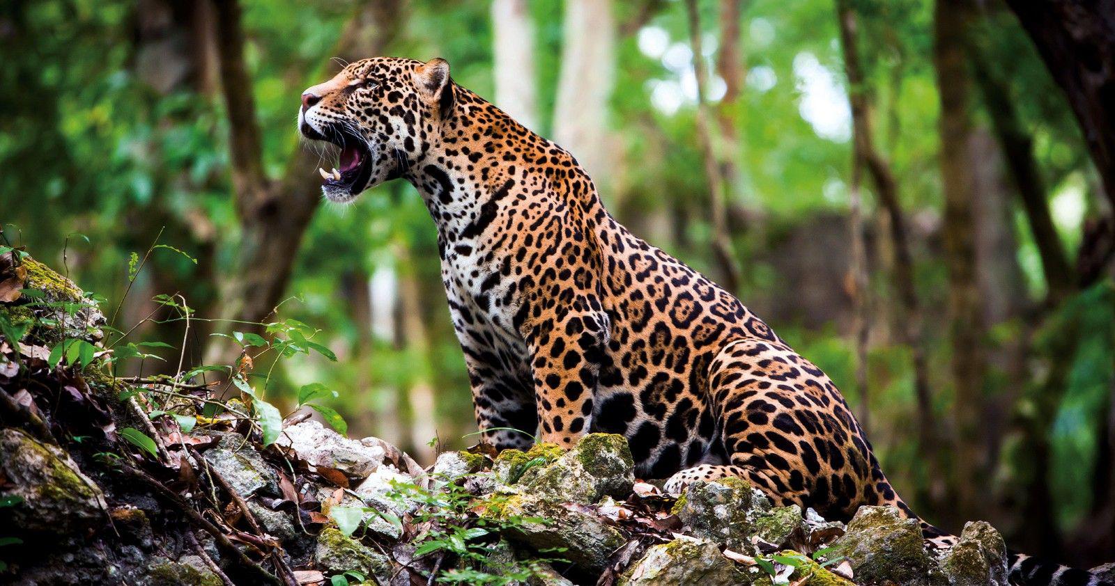 O novo BID Pantanal e o investimento de R$ 1 bilhão em Mato Grosso